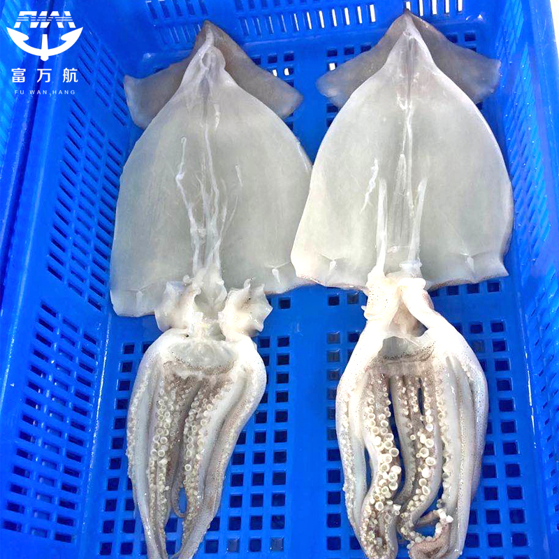 Illex Squid Fillet With Head