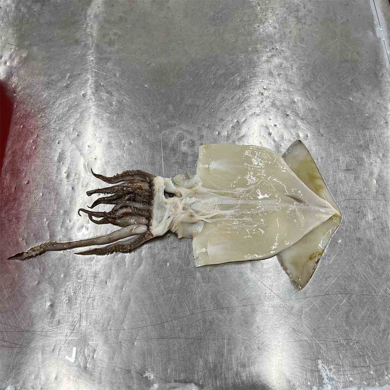 equatorial squid fillet with head