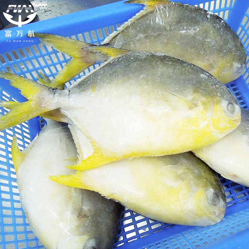 Frozen Golden Pomfret Fish