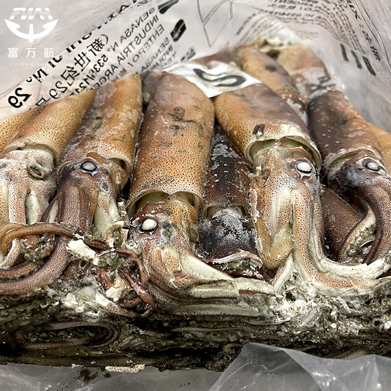 Frozen illex Squid Whole