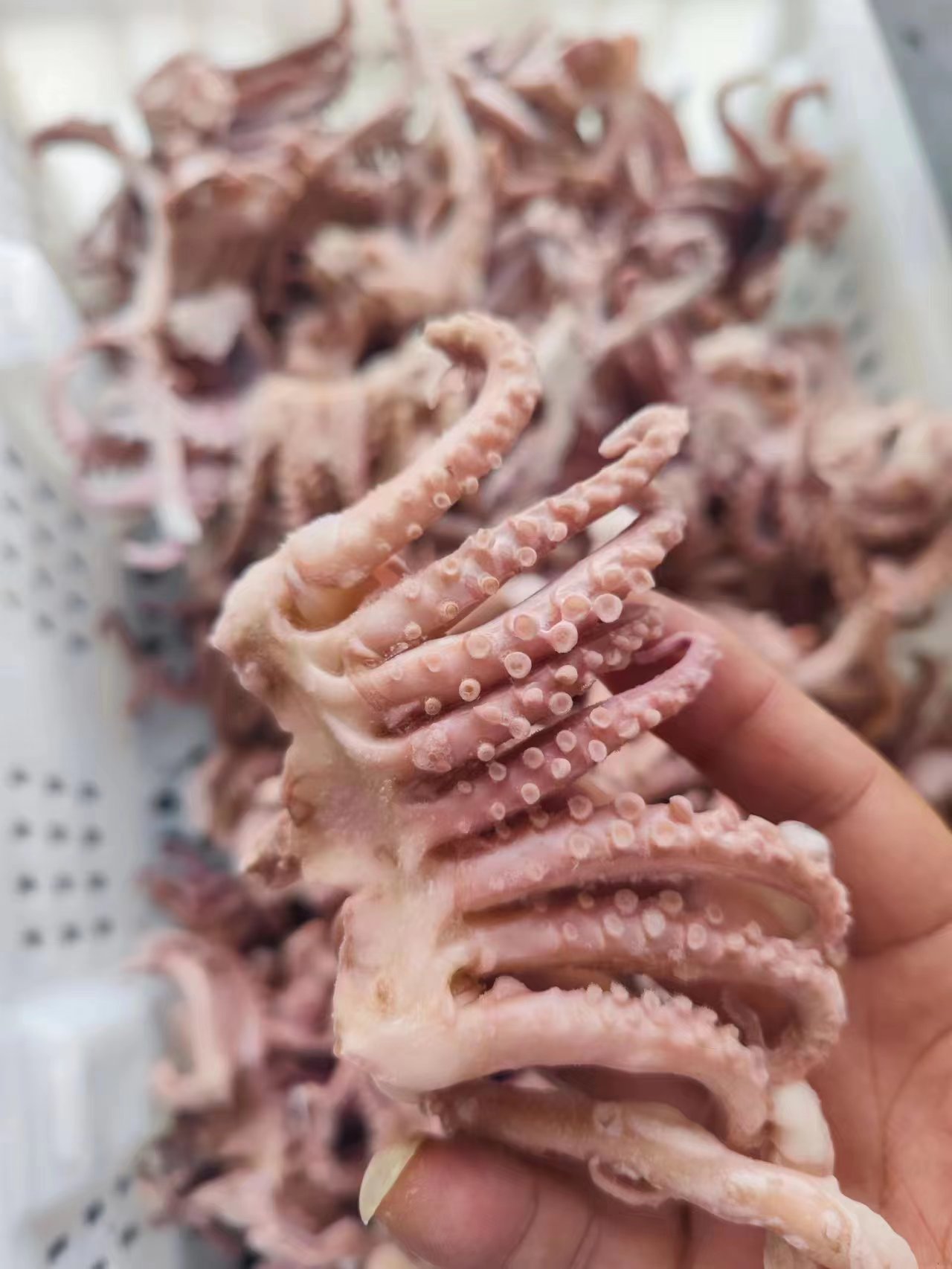 Squid Tentacle Five Cut