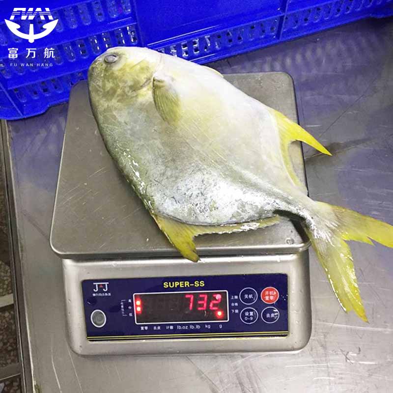 frozen golden pomfret