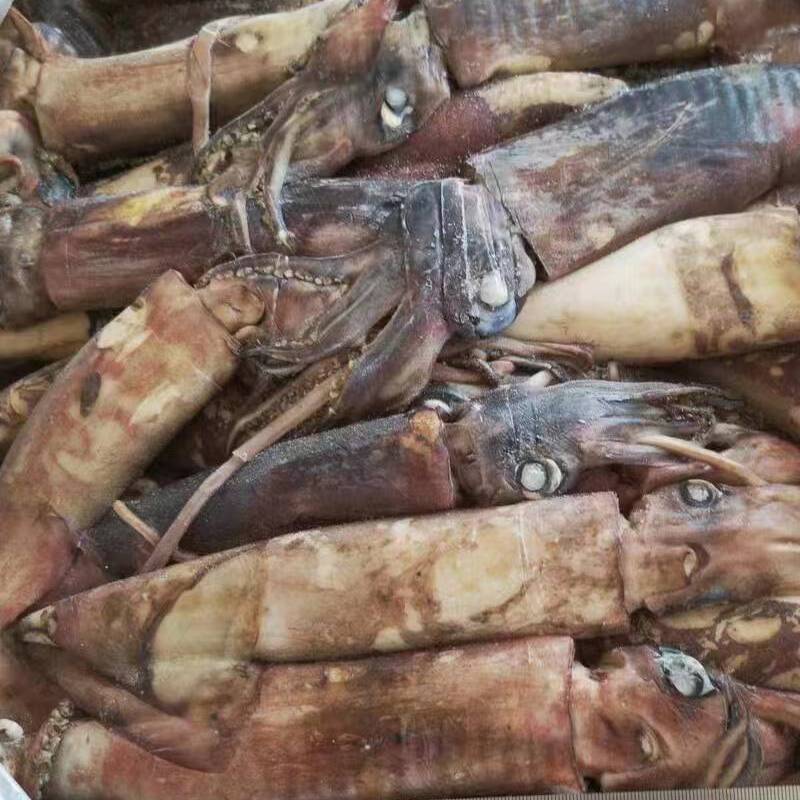 Frozen Indian squid