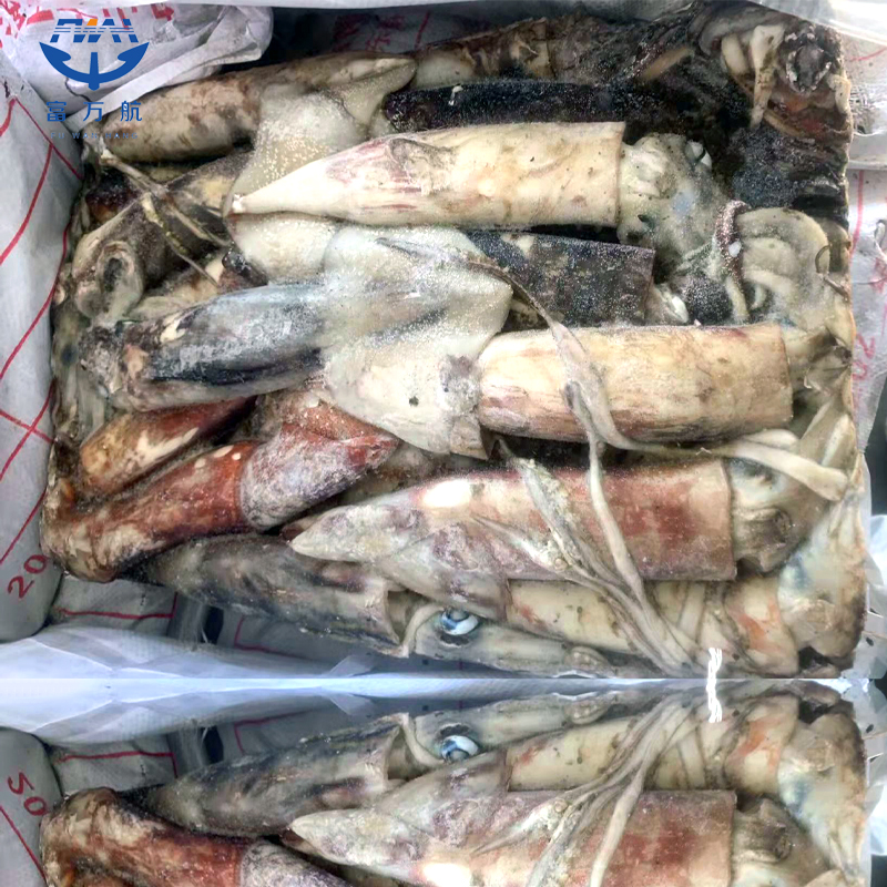 赤道鱿鱼
