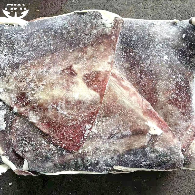 赤道鱿鱼翅膀