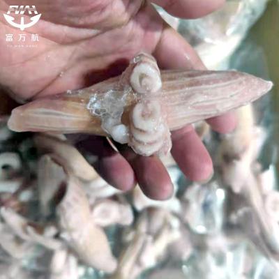 冷冻海鲜鱿鱼印度洋牛角花